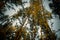 Low angle shot of Tall skinny trees seen in Indian forest.