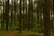 low angle shot of of a tranquil pine forest in yogyakarta hutan pinus.