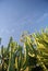 Low angle shot of a triangular spurge plant against a blue sky