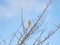 Low angle shot of two Oriental Greenfinch perched on tree branch