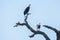 Low angle shot of two powerful bald eagles perched on a branch in a blue sky