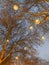 Low angle shot of two tall trees with circular lamps attached on their branches