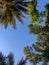 Low angle shot viewing beautiful trees with the blue sky