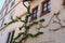 Low angle shot of a vine plant crawling on the wall of a building