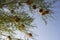 Low angle shot of weaver bird nests on a tree in  South Africa