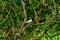 Low angle shot of white terns perched on the branch