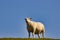 Low angle shot of a white Texel sheep grazing in green pasture under blue sky