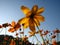 Low angle shot of a wild Coreopsis Formosa Bonato flower under the clear blue sky