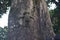 Low angle shot of a wooden figure of a girl on a big tree trunk