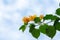 Low angle shot of yellow Bougainvillea flowers on a branch under a blue cloudy sky