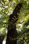 Low-angle shot of a zelkova tree with lush green foliage.