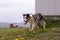 Low angle side view of adult blue-eyed blue merle border collie standing