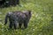 Low angle small cute adorable kitten in grass scared waiting for her mom