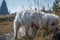 Low angle small white cute Maltese dog explore and smell in tall grass