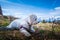 Low angle small white cute Maltese dog laying in grass