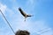 Low angle of a stork soaring through the sky, with a nest visible in the foreground