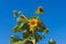 Low angle of Sunflowers against blue sky