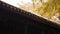 Low angle of a traditional Asian building roof under trees with lush yellow foliage