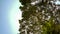 Low angle tree with blue sky background