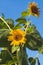 Low angle of two Sunflowers against blue sky