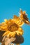 Low angle of two Sunflowers against blue sky