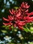 Low angle vertical closeup shot of a unique flower called Western Coral Bean