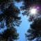 Low angle view of araucaria araucana trees, Sun shining through canopy of tall monkey puzzle trees