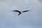 Low-angle view of an Ascension frigatebird flying in the cloudy blue sky