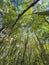 Low angle view of aspen tree woodland treetops