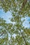 Low angle view of aspen tree woodland treetops