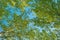 Low angle view of aspen tree woodland treetops