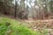 Low angle view of a autumn forest. Defocus background