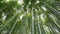 Low angle view of Bamboo forest, Arashiyama, Kyoto, Japan