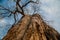 Low angle view of a Baobab