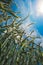 Low angle view of barley straws in cultivated field