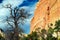 Low angle view beyond dry dead bare tree on red sandstone steep mountain wall against blue sky with clouds