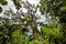 Low angle view of the `Big Tree` in Tsitsikamma Forest National Park, Eastern Cape Province, South Africa.