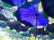 Low Angle View of Blue Parasols at the Beach