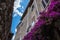 Low angle view of bougainvillea flower in front of an ancient stone residence.