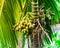 Low angle view close-up green and ripe Areca palm tree nut on tree branch in Singapore