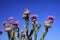 Low angle view Close up of prickly pink Milk Thistle, Silybum Marianum against blue sky in Sierra Nevada Andalusia Andalucia