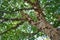 Low angle view of a cluster tree under the sunlight at daytime