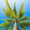 Low angle view coconut palm tree