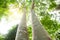 Low angle view of couple large banyan tree