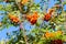 Low angle view on crown of mountain-ash tree sorbus aucuparia with red orange pome fruits and green leaves against blue sky -
