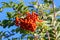 Low angle view on crown of mountain-ash tree sorbus aucuparia with red orange pome fruits and green leaves against blue sky - Ge