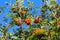 Low angle view on crown of mountain-ash tree sorbus aucuparia with red orange pome fruits and green leaves against blue sky - Ge