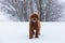 Low angle view of cute medium red poodle seen standing on snowbank with snow on its muzzle