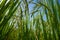 Low angle view of ears of rice with blue sky in the background