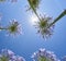 Low angle view of Flower of agapanthus against blue sky